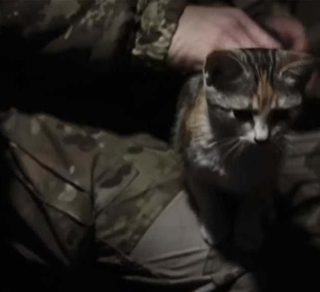 Ukraine-Animals-Need-Your-Help-Cats