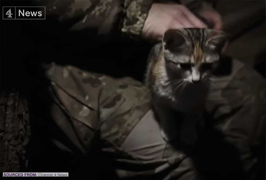 Ukraine-Animals-Need-Your-Help-Cats