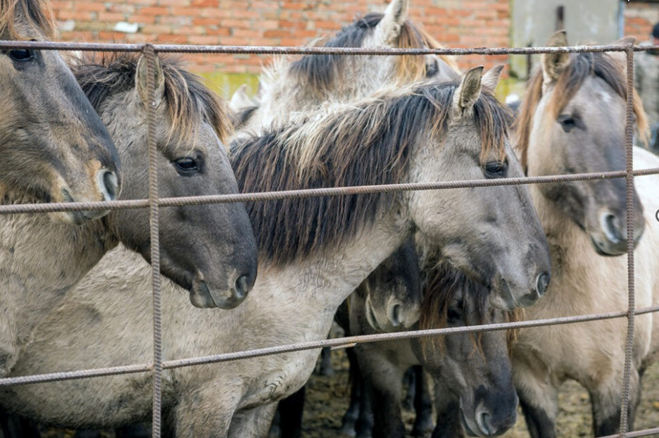 Ukraine Animal Appeal for Horses