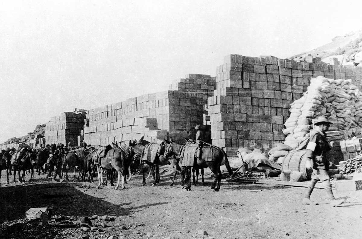 Anzac Beach, Gallipoli. 1915. Transport animals in front of stacks of reserve supplies.