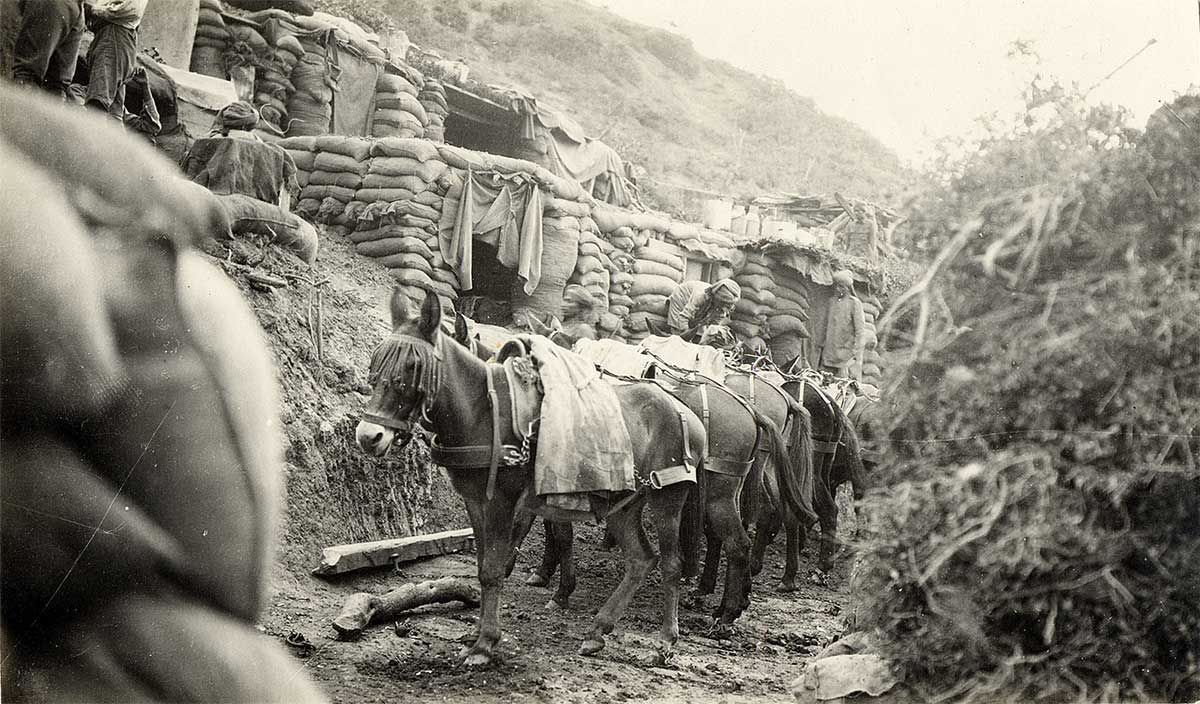 Mule Gully, October 1915.